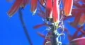 Bee pollination 26 - A bee backs out of Agave flower 2 HD Footage