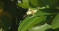 Bee pollination 3 - side view of blossom being approached by a bee HD Footage