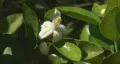 Bee pollination 4 - a grapfruit blossom HD Footage
