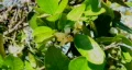 Bee pollination 5 - a quick zoom out to view a bee on blossoms HD Footage