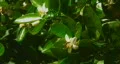 Bee pollination 6 - bees and blossoms HD Footage