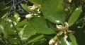 Bee pollination 7 - The leaves and blossoms of a grapefruit tree HD Footage
