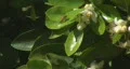 Bee pollination 8 - bee caomes in for harsh landing HD Footage