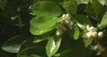 Bee pollination 9 - fast worker bee HD Footage