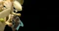 Bee pollination A01 - single bee climbs on bloosom left third HD Footage