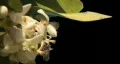 Bee pollination A03 - single bee climbs on blossom - Alpha left third HD Footage