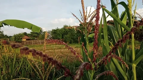 Bee pollination of corn flowers Stock Footage 292653068