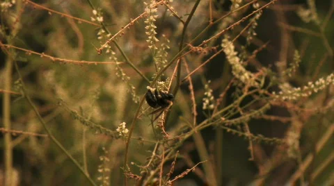 Bee Pollination 動画素材 526212