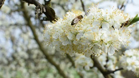 Bee pollination Stock Footage 106335132