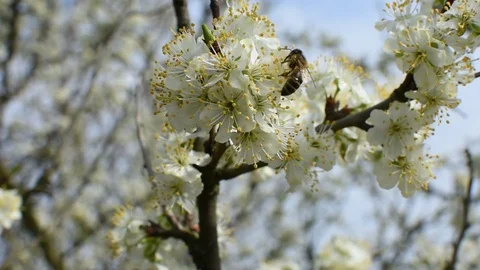 Bee pollination Stock Footage 106335244