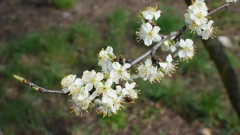 Bee pollination Stock Footage 106335275