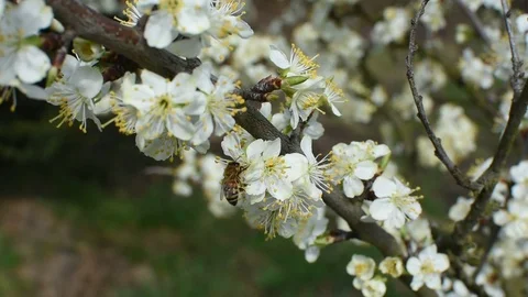 Bee pollination Stock Footage 106335282