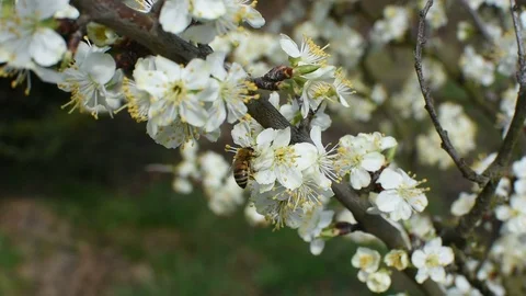Bee pollination Stock Footage 106335357