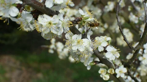 Bee pollination Stock Footage 106335385