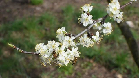 Bee pollination Stock Footage 106335474