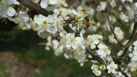 Bee pollination Stock Footage 106335481