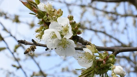 Bee pollination 스톡 동영상 106335509