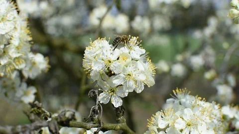 Bee pollination Stock Footage 106335534