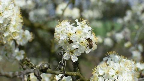 Bee pollination Stock Footage 106335542