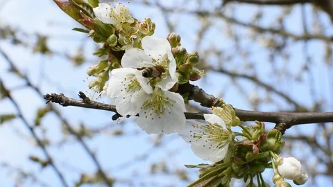 Bee pollination Stock Footage 106335566