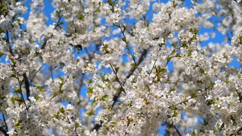 Bee pollination of a fruit tree. Cherry blossoms. Close up Stock Footage 129290171