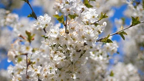Bee pollination of a fruit tree. Cherry blossoms. Close up Stock Footage 129420301