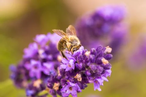 Bee pollination on a lavender flower. Macro photo. Close up. Foto stock