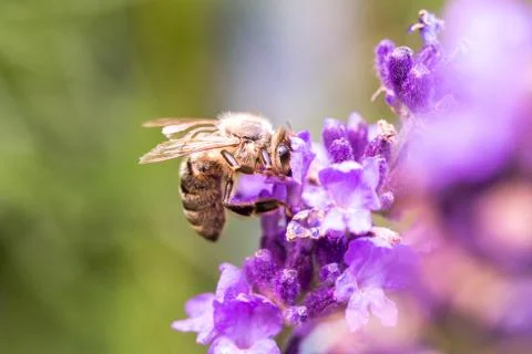 Bee pollination on a lavender flower. Macro photo. Close up. Stock Photos