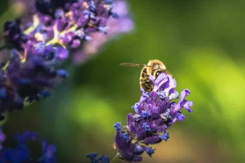 Bee pollination on a lavender flower. Macro photo. Close up. Stock Photos