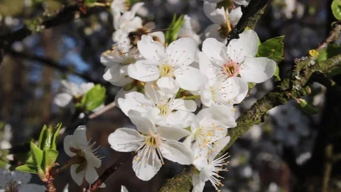 Bee Pollination Pear Blossom Tree Close Up Stock Footage 128987276