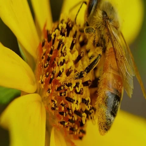 Bee pollination slow motion  speed Stock Footage 69516361