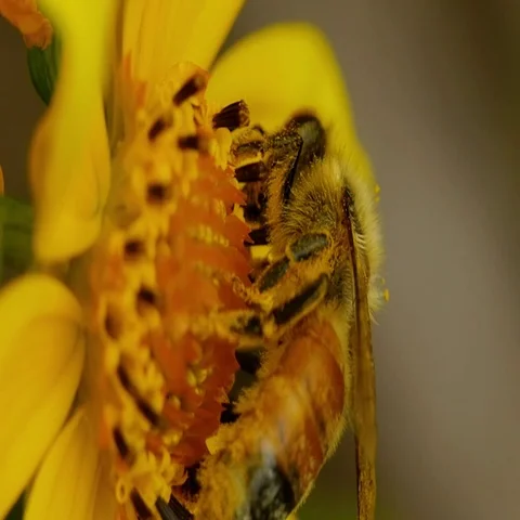 Bee pollination slow motion  speed Stock Footage 69516642