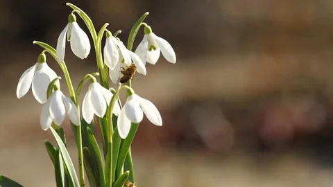 Bee pollination  snowdrop flowers in the springtime Video stock 72750739
