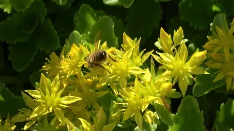 Bee ,pollination yellow flowers Stock Footage 77493489