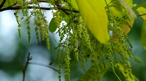 Bee as pollinator Stock Footage 48604043