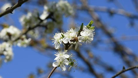 Bee is polling flowers  스톡 동영상 128246585
