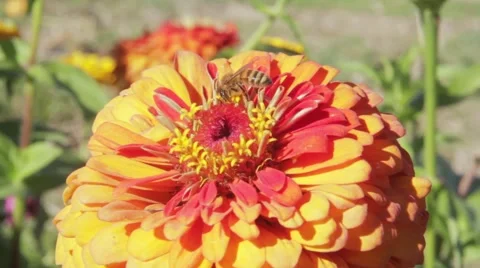 Bee Pollonating Yellow and Orange Flower Video stock 42878827