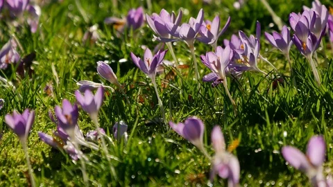 A bee is polluting blooing crocus flowers Stock-Footage 103541254