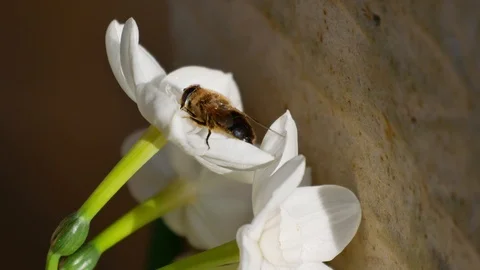 A bee is polluting blooing white flower 動画素材 103541106