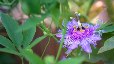 Bee is polluting on a passion flower. Stock Footage 166176511