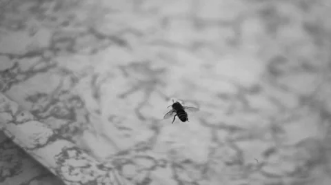 Bee in the pool Stock Footage 34512102