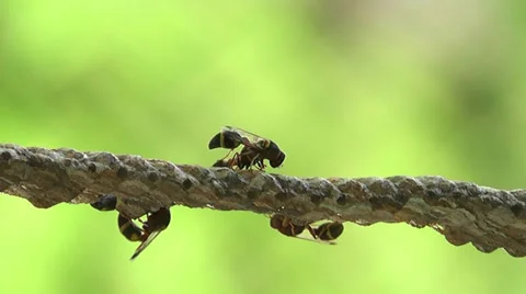 Bee Pooping 스톡 동영상 38011019