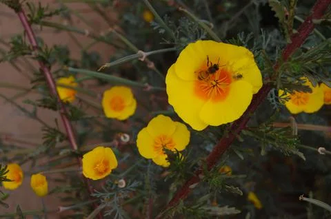 Bee Poppies 2 Stock Photos
