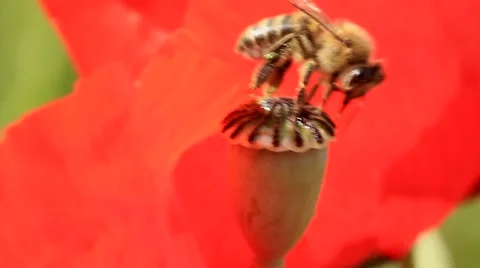 Bee on poppy box, closeup Video stock 67542945