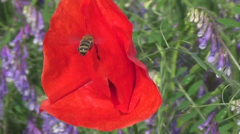 Bee, poppy flower Stock Footage 47207996