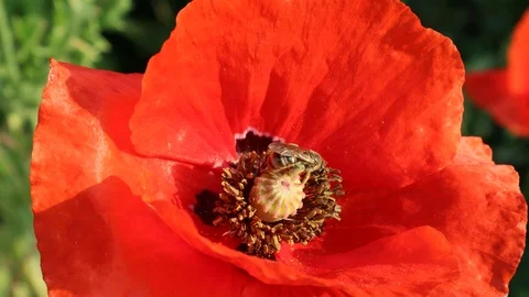 Bee on a poppy flower Stock Footage 110915826