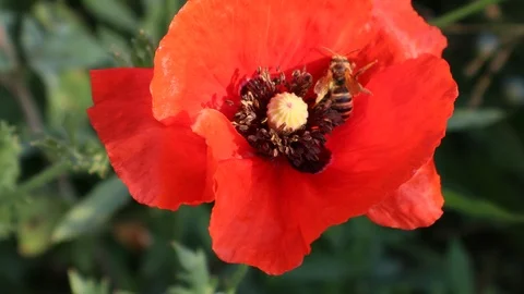 Bee on a poppy flower Video stock 110917413