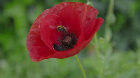 Bee &amp; Poppy 動画素材 139238683