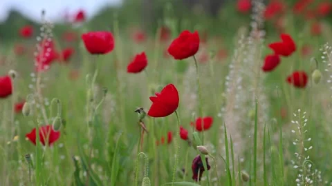 Bee on a poppy  Stock Footage 311406150