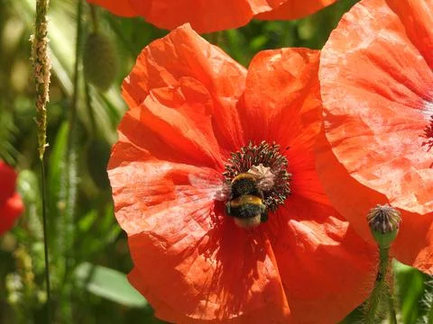 Bee on a poppy Stock Photos